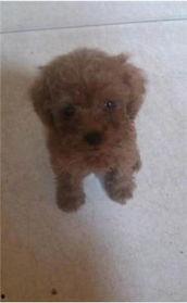 娱乐圈吃瓜爆料弟弟泰迪