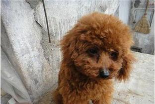 娱乐圈吃瓜爆料弟弟泰迪