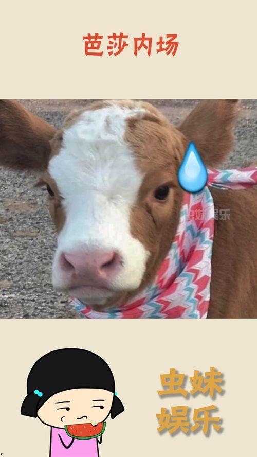 娱乐吃瓜酱折耳猫,揭秘折耳猫的神秘魅力与争议