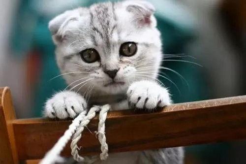 娱乐吃瓜酱折耳猫,揭秘折耳猫的神秘魅力与争议