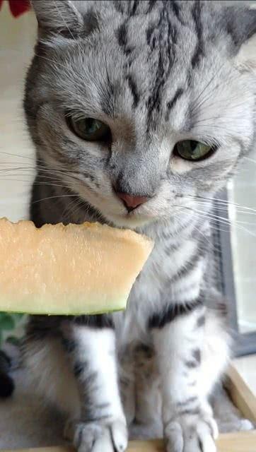 娱乐吃瓜猫咪,揭秘猫咪吃瓜背后的趣味世界