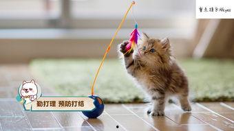 娱乐吃瓜酱猫拦截,揭秘娱乐圈幕后故事